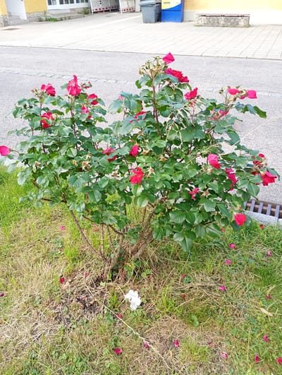 The image shows a rose bush with red blooms and green leaves in Brannenburg, Germany. The rose bush is situated in front of a paved walkway and a road, with grass surrounding its base. In the background, a yellow building with windows and doors is visible, along with a concrete bench and blue and grey bins. The scene appears to be an outdoor public space in a town or city. There are no people or animals in the image. The overall impression is a natural setting within an urban environment.