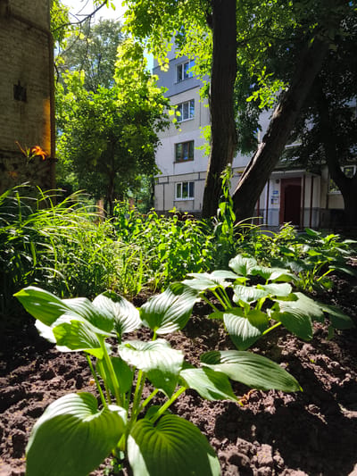 The image depicts a lush garden in front of a multi-story apartment building. In the foreground, large, green hosta leaves are prominent, casting shadows on the dark soil. Behind the hostas, a dense thicket of tall green plants and grasses grows, reaching towards the middle ground. A vibrant orange lily is visible on the left side, growing against a rough, weathered brick wall. Two large trees with textured bark stand in the middle ground, partially obscuring the apartment building. The building itself is a light-colored, multi-story structure with visible windows. The scene is bathed in bright sunlight, creating a dappled effect through the tree canopy. The location is identified as Sokolivske, Ukraine.
