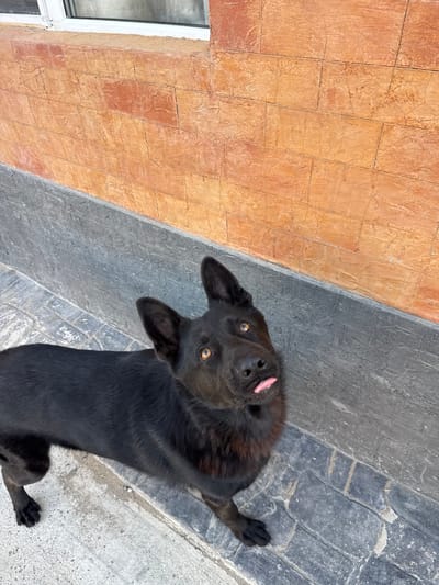 The image shows a black dog with its head tilted upwards, sticking its pink tongue out slightly. The dog is lying down on a grey, textured surface that appears to be paving stones or concrete. To the left of the dog, there is a wall with orange, textured tiles. A white window frame is visible on the far left of the image. The lighting suggests it might be daytime. The dog's expression could be interpreted as playful or curious. The setting appears to be outdoors, possibly a patio or walkway.