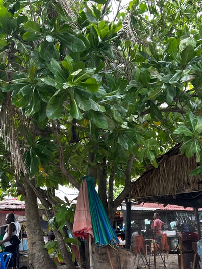 The image depicts an outdoor scene in Phru Nai, Thailand, likely a market or a roadside stall, viewed from below through the branches and leaves of a large tree. The tree's dense green foliage dominates the foreground, with sunlight filtering through the gaps.
In the background, under a thatched roof structure, a person wearing a pink shirt and patterned shorts is visible, seated. To the right, there are several orange chairs and what appear to be shelves stocked with items. The overall atmosphere suggests a warm, possibly humid day.
A folded umbrella, displaying segments of pink, green, and blue, is tied to a tree branch. Further down, a person wearing a white t-shirt and dark shorts is bending over, with a black bag slung across their chest. A bright blue plastic chair is also visible. The scene is bustling with activity, indicated by the presence of people and goods, suggesting a commercial area. The lighting implies it is daytime.