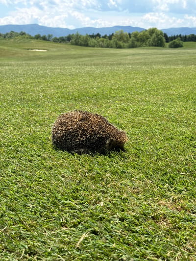 A hedgehog is shown in a low-angle shot, resting on a manicured green lawn, likely a golf course, in Ravno pole, Bulgaria. The hedgehog is facing downwards, with its quills clearly visible. The background consists of rolling green hills, trees, and distant mountains under a partly cloudy sky. The focus is on the hedgehog in the foreground, with the landscape providing a natural, outdoor setting.