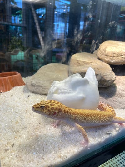 This is a close-up, eye-level, natural light photograph of a leopard gecko in a reptile enclosure. The gecko is positioned in the lower right quadrant of the frame, facing left with its head turned towards the viewer. It has a yellow and orange spotted pattern with pink toes. The substrate of the enclosure is fine white sand. In the background, there are large, light-colored rocks, and a white, hollow decorative object that resembles a skull or cave. To the left of the gecko, there is an orange feeding dish. The enclosure appears to be made of glass, and reflections from an outdoor environment with green foliage and blue sky are visible on the glass. There is no indication of the location being in Rengat, Indonesia, or any specific city.