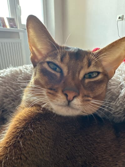 A close-up, rotated image shows the head and upper body of an Abyssinian cat. The cat has distinctive ticked fur in shades of brown and tan, with bright green eyes. Its large ears are prominent, and long white whiskers fan out from its muzzle. The cat appears to be resting on a fluffy, light-colored surface, possibly a blanket or pet bed, which is part of a cat tree or similar furniture.

The background is softly blurred, suggesting the focus is entirely on the cat. To the left, a window is visible, letting in bright natural light, indicating it is daytime. Hints of blinds or a radiator can be seen through the window. On the wall above and to the left, a white electrical outlet with a black component is visible.

The cat's gaze is directed towards the camera with a curious or perhaps slightly sleepy expression. The lighting creates some shadows on the cat's face, highlighting its facial features. The overall mood is calm and intimate, capturing a moment of rest for the animal. There is no visible text in the image. The location context provided is Shendzhii, Russia.