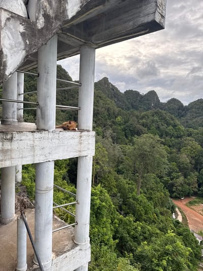 An outdoor, elevated concrete structure with a view of a lush, green, mountainous jungle and a cloudy sky. In the foreground, a brown dog is lying down on the concrete floor. The structure consists of several concrete pillars supporting a flat concrete platform. Metal railings are attached to the pillars. The jungle is densely packed with trees and vegetation, with some rocky outcrops visible. In the distance, a dirt road winds through the landscape.