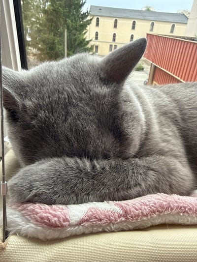 The image shows a close-up view of a grey cat's fur, curled up and sleeping. The cat is positioned in the foreground, with its head turned away from the camera. The cat's fur is a soft, even grey. Next to the cat is a pink and white striped blanket, which appears to be part of the cat's sleeping area. The cat is resting on a cream-colored surface, possibly a cushion or bed.
In the background, through a window, a building with a red tiled roof and yellow walls with arched windows is visible. Green trees are also seen outside, suggesting an outdoor setting. The lighting indicates it is daytime, likely sunny, given the brightness of the scene. The overall impression is one of peace and tranquility, with the cat enjoying a comfortable nap.
The orientation of the image is vertical, with the cat's body running from the top left to the bottom right. No visible text is present in the image. The context provided, Zielona Góra, Poland, suggests a European setting for this domestic scene.