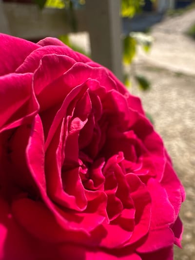 A close-up shot focuses on the intricate details of a vibrant fuchsia or magenta rose, illuminated by bright sunlight. The rose occupies most of the frame, showcasing its numerous, densely packed petals that unfurl in a swirling pattern towards its heart. The texture of the petals is evident, with lighter highlights catching the sunlight on their edges and deeper shadows within their folds, giving the flower a three-dimensional depth.

The background is softly blurred, indicating a shallow depth of field. It features abstract shapes and colors, including muted greens which suggest foliage, and soft cream, grey, and light brown tones that imply a distant wall or building structure. A hint of a railing or balcony structure is also visible in the upper left background, suggesting an outdoor setting. The strong, direct light indicates a sunny day, likely morning or late afternoon, creating a warm ambiance. There are no people or discernible activities taking place, and no visible text. The image captures the serene beauty of the rose in an outdoor environment, consistent with the given location context of Thông Nguyên Commune, Vietnam.