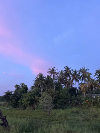 An outdoor, horizontal, eye-level shot captures a lush, green landscape under a twilight sky. The sky is a gradient of soft blues and purples, with a streak of pink clouds cutting across the upper left quadrant. Dominating the mid-ground is a dense line of palm trees and other foliage, their silhouettes dark against the fading light. The foreground is a thick carpet of green vegetation, including tall grasses and water plants, with a partially submerged log visible on the left. The scene appears serene and natural, with no people or immediate signs of human activity, suggesting a peaceful, rural environment.
