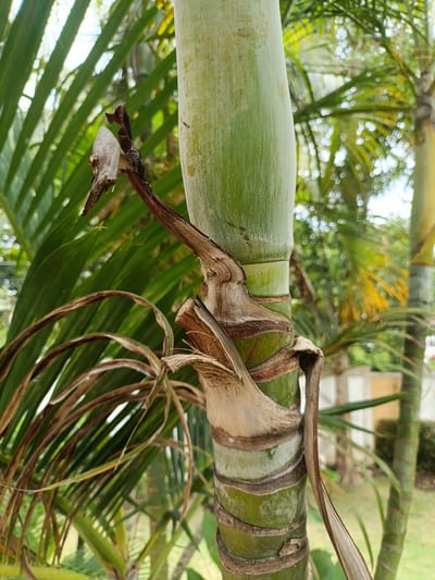 The image is a close-up shot of a palm tree trunk, with its textured, segmented surface prominently featured. The trunk is a vibrant green, with distinct horizontal bands of a lighter brown or tan color encircling it. A dried, brown frond is partially attached to the trunk, its withered form contrasting with the lush greenery of the surrounding palm fronds. The background is a soft blur of green foliage and dappled sunlight, suggesting an outdoor environment in a tropical or subtropical location. There are no people or animals visible in the image. The scene appears to be in the city of Ban Patan, Thailand, a location known for its lush vegetation and tropical climate.