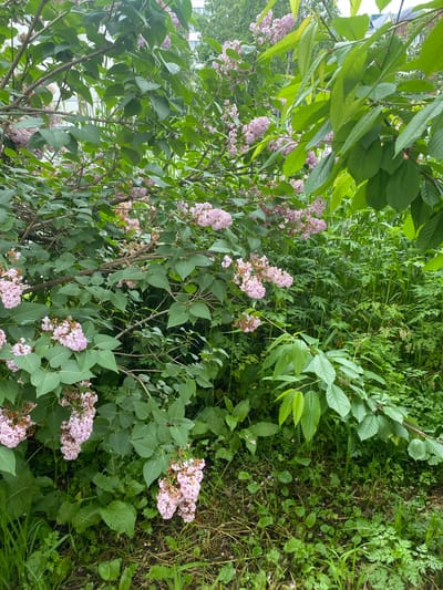 The image depicts a dense natural scene, likely a park or garden area in Yuzhno-Sakhalinsk, Russia, given the presence of lilac bushes in bloom. The foreground is dominated by lush green foliage, including broad leaves and feathery fronds, interspersed with dried grasses and twigs on the ground. Several branches of a lilac bush, bearing clusters of pale pink blossoms, extend into the frame from the left and center. Some of the lilac blooms appear to be past their prime, with browning petals. Interspersed with the lilac are other green leaves, some of which are from a different species, appearing larger and more pointed. In the background, tall green grass and other vegetation create a dense wall of green. Above the vegetation, hints of buildings and trees are visible, suggesting an urban or suburban setting. The lighting indicates it is daytime, likely overcast or in shade, as there are no harsh shadows. No people are present in the scene.
