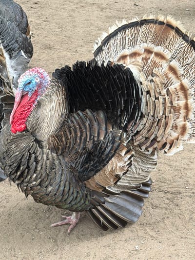A close-up overhead shot shows a turkey standing on sandy ground. The turkey displays a vibrant array of feathers, with its tail fanned out in a semi-circular pattern. The tail feathers exhibit alternating bands of black, brown, and white, with a fringed edge. The turkey's body feathers are a mix of dark brown and gray. Its head shows areas of red and blue skin. One of the turkey's feet is visible on the right side of the frame. The ground is light brown and textured. The location is Ķekava, Latvia.