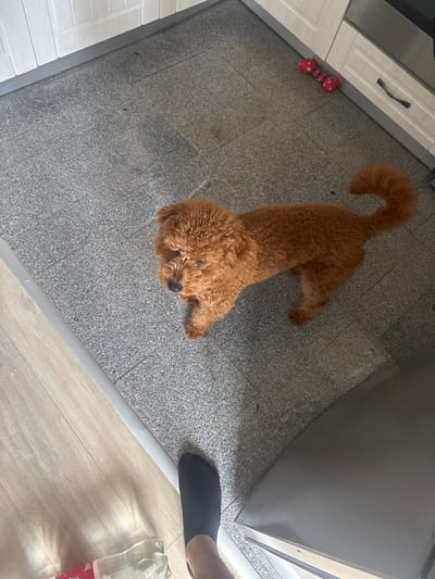 This image captures an indoor scene, likely a kitchen or utility area, located in Sandanski, Bulgaria. The primary subject is a small, light brown, curly-haired dog, resembling a poodle or similar breed, positioned centrally on a grey speckled tile floor. The dog is lying down or stretching, with its body elongated and head resting low, looking towards the viewer. Its expression appears calm and relaxed.
To the left of the dog, white kitchen cabinets with dark handles are visible, and a red dumbbell-shaped dog toy with white snowflake or flower patterns rests on the floor near the cabinet base. To the right, a large, metallic, grey appliance, possibly a refrigerator or oven, occupies the space. A person's bare foot wearing a black sock is partially visible on the far right, near a transition strip that separates the grey tiled floor from a lighter, wood-look laminate or tile flooring. A clear plastic bottle with a faint red label is also partially visible on the wooden floor section. The lighting suggests an indoor daytime setting. No specific activity beyond the dog resting or stretching is clearly depicted. No legible text is visible in the image.