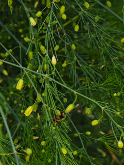 An extreme close-up photograph taken in Parkhomivka, Ukraine, shows a dense cluster of asparagus fern branches laden with small, pale yellow buds. The feathery, needle-like cladodes of the fern create a lush green backdrop. One bud is open, revealing a delicate, bell-shaped structure. In the center-right of the frame, a small bumblebee, predominantly black with yellow stripes, is actively engaged with one of the open buds, its body partially obscured by the fern's foliage. The shallow depth of field blurs the background, emphasizing the intricate details of the plant and the bee.