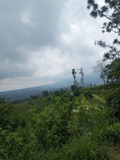 The image displays an expansive outdoor scene from an elevated, vegetated perspective, overlooking a city situated against a mountain range under an overcast sky. This view is located in the city of Vieng Phouka, Laos.
The foreground and lower half of the image are dominated by dense, wild green vegetation, including tall grasses, various leafy shrubs, and broad-leaved plants, possibly including banana plants, particularly on the right side. The terrain presents a downward slope from the viewer's vantage point.
In the midground, beyond the immediate slope, lies a sprawling urban area or city characterized by a high density of buildings with various roof structures, extending horizontally along the base of a mountain. Several trees of varying height and foliage density are visible on the distant slopes and within the urban perimeter; two prominent, slender trees with sparse leaves stand centrally on a distant rise. A small, indistinct white object or structure is partially visible on the hillside to the right of these trees. Two extremely small, blurry, dark reddish figures are barely discernible on a distant, vegetated slope within the midground, though their precise nature and activities cannot be determined.
The background is defined by a large mountain or elevated landmass rising behind the city, partially obscured by atmospheric haze. The sky is completely covered by a uniform layer of light grey clouds, indicating an overcast day. No direct sunlight is visible, and the scene is devoid of clearly identifiable individuals or explicit actions.