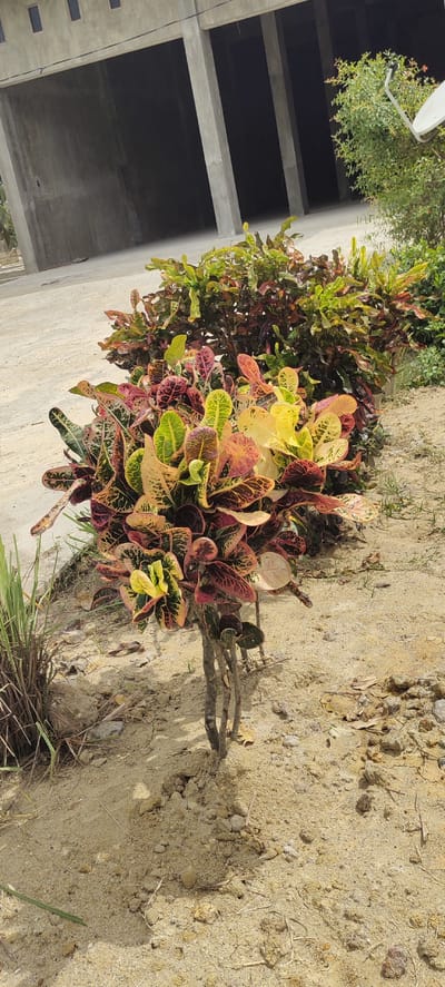 The image depicts a partially constructed building with exposed concrete columns and walls. In the foreground, a vibrant Croton plant with multi-colored leaves in shades of green, yellow, red, and brown is prominently featured, planted in sandy soil. Behind this plant, another larger Croton plant with similar coloration is visible. To the right, a satellite dish is mounted on a green bush. The environment appears to be an outdoor setting with dry, sandy ground and sparse vegetation, characteristic of a location like Aluekeujruen, Indonesia, where construction activities might be ongoing in a tropical climate. There are no people or animals visible in the image, and no specific actions or interactions are taking place. The overall scene conveys a sense of unfinished construction and the presence of tropical flora.