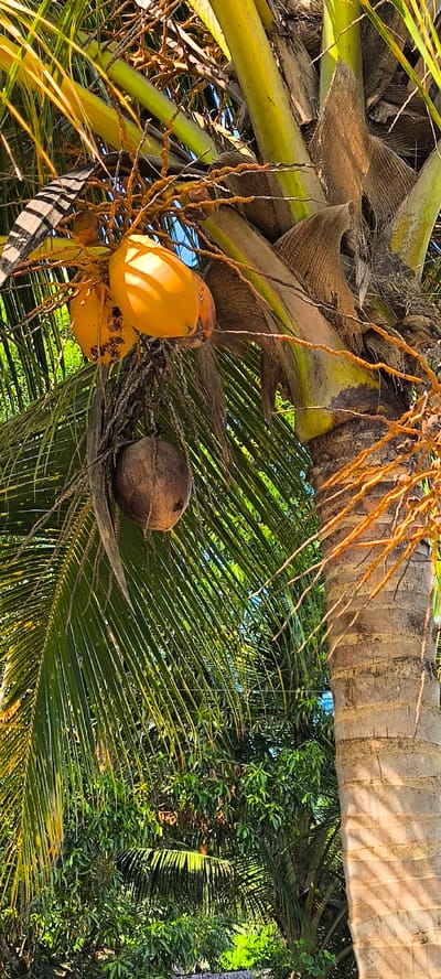 The image captures a close-up view of a coconut palm tree laden with coconuts. The coconuts are in various stages of ripeness, with some bright yellow and others brown and dried. The palm's rough, textured trunk is visible, along with its long, green fronds that cast shadows. In the background, lush green foliage suggests a tropical environment, possibly indicating the general area of Blangseureukuy, Indonesia, where such trees are common. The scene is bathed in sunlight, creating a natural, outdoor setting. No people are present in the frame.