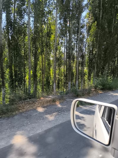 The image shows a roadside view with a line of tall, slender trees along the left side of the frame. The trees have thin, light-colored trunks and dense green foliage. The ground beside the trees appears to be covered with dry leaves and some vegetation. A paved road is visible in the foreground, with a white side-view mirror of a vehicle positioned in the lower right corner. The mirror reflects the road and the trees behind the vehicle. The sky above is blue and clear. The scene is likely a rural or semi-rural area, possibly along a road leading into or out of Qashqar, Uzbekistan, known for its poplar tree-lined avenues.