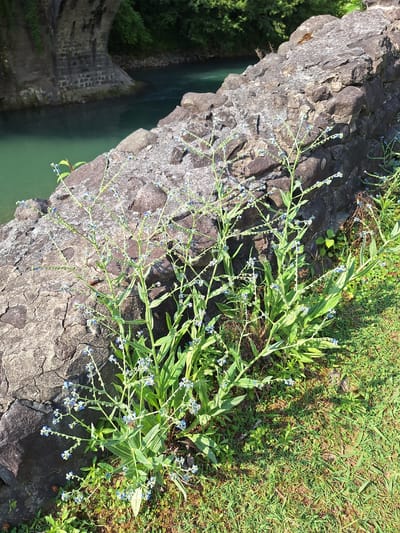 In Kobuleti, Georgia, a cluster of delicate blue forget-me-not flowers with slender green stems grows near a rough, grey stone wall. The wall is made of large, uneven rocks, some with a weathered appearance. Beyond the wall, a body of turquoise water, likely a river, flows smoothly. In the background, the sturdy stone arch of a bridge is visible, its weathered blocks hinting at age. Lush green foliage surrounds the bridge and the water's edge, creating a natural and serene landscape. The sunlight casts dappled shadows on the grassy ground in the foreground, where small green plants and dry soil are visible. A single, small, brown beetle with orange markings is perched on one of the forget-me-not stems, adding a touch of life to the scene.