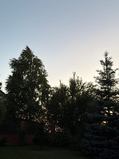 A shot taken from a low angle shows a silhouette of trees against a clear sky. The sky is a pale blue, with a lighter hue near the horizon, suggesting either early morning or late evening. The trees are dense, with some appearing to be deciduous, like the large birch tree in the center-left, and others coniferous, such as the spruce on the right. In the foreground, a dark green lawn is visible, along with a low brick wall and fence. The overall impression is that of a quiet, natural setting within a residential area, possibly a backyard in Leninsk-Kuznetskiy, Russia. There are no people or animals in the frame, and no discernible actions or interactions are taking place. The lighting indicates a time of day with reduced sunlight, casting the trees in shadow.