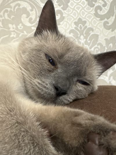 The image shows a close-up, angled view of a Siamese cat lying on a patterned surface, possibly a blanket or upholstery. The cat's fur is primarily light cream with darker grey points on its ears and face. One of the cat's paws is prominently featured in the upper right of the frame, showing its pads. The cat appears relaxed, with its eyes partially closed, suggesting it might be napping or resting. The background features a light-colored fabric with an embossed, ornate pattern, adding a touch of texture and design. The lighting is soft, and there are no overt indications of time of day or weather. The overall mood is peaceful and intimate, focusing on the comfort of the animal. No text is visible in the image. The location context of Slonim, Belarus, is provided but not visually evident within the image itself.