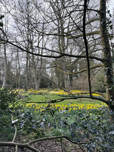The image displays a late winter or early spring landscape at Blickling Estate, located near Aylsham in the district of North Norfolk, United Kingdom. The foreground features a dense arrangement of bare, dark tree branches and several dark green holly bushes with spiky leaves. The ground directly beneath these elements consists of dark fallen leaves and sparse green shoots. Beyond this, the midground is dominated by an extensive, gently undulating field covered with thousands of daffodils, primarily vibrant yellow, interspersed with lighter yellow and white varieties, all growing within bright green grass. The background is populated by numerous tall, deciduous trees with bare branches, indicating a dormant state. The sky above is uniformly overcast and light grey. No people or animals are visible, and no actions or interactions are occurring within the static scene.