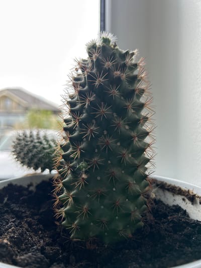 The image shows two potted cacti placed on a windowsill. The primary cactus in the foreground is dark green with sharp spines. Behind it and slightly to the left is a smaller, rounder cactus also covered in spines. The soil in the pots is dark and appears to be dry. Outside the window, a house with a light-colored roof is visible, suggesting an outdoor environment. The overall lighting is soft, indicating it might be an overcast day or the image was taken indoors with natural light. The specific location of Haaslava, Estonia, is not visually discernible from the image itself; it is provided as contextual information.