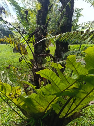 The scene depicts a lush, outdoor natural environment, likely in the vicinity of Bangalum Bridge, Papua New Guinea. The foreground is dominated by large, broad, vibrant green leaves of a plant, possibly a fern, exhibiting visible venation and some minor natural damage or holes along their edges due to backlighting. In the midground, two rough-barked tree trunks stand prominently, with various ferns and smaller plant growth, including dark, coiled structures resembling immature fern fronds or sporangia, attached to or growing near them. The background features a blurred expanse of green grass under an overcast or bright sky. No individuals or human-made objects are visible within the frame. The overall impression is one of dense, tropical or sub-tropical vegetation under natural daylight conditions.
