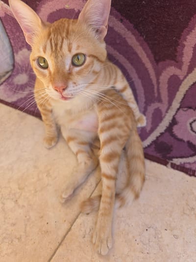 An orange tabby cat with green eyes sits on a light-colored tiled floor, with its body angled towards the viewer. The cat is partially resting against a purple and beige patterned rug. The cat's fur has distinct darker orange stripes. The background shows a section of the rug with a swirling pattern. The lighting suggests an outdoor or well-lit indoor environment. The specific location in Al Hadaba, Egypt, is not discernible from the visual information provided in the image.