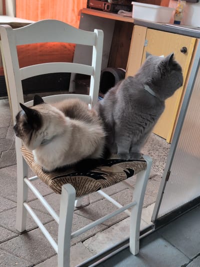 Two cats are sitting on a white chair with a patterned cushion. The cat on the left is a Siamese mix with light brown and cream fur, and black points on its ears and face. It is curled up with its head down. The cat on the right is a solid gray cat, possibly a British Shorthair, wearing a light gray collar. It is sitting upright and looking to the right. The chair is placed on a paved outdoor area, with a blurred background showing what appears to be a building with wooden cabinets and an orange curtain. A clear plastic door is visible to the right of the chair. This scene could be an outdoor patio or courtyard area.