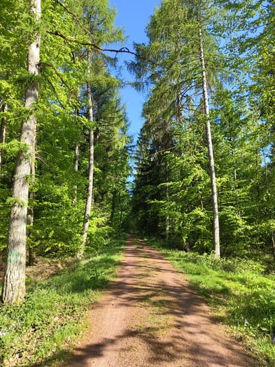 The image, presented with a vertical horizon, captures a tranquil forest path likely in Mettlach, Germany. When viewed upright, a narrow, reddish-brown dirt path winds gently through dense woodland under bright sunshine. Tall, slender trees with rich, vibrant green foliage line both sides of the path, creating a natural archway. The canopy allows patches of a clear, bright blue sky to be visible overhead.
The trees consist of a mix of species; some exhibit needle-like leaves typical of conifers (like larch or spruce), while others display broad, fresh green leaves indicative of deciduous trees, suggesting the scene is set in spring or early summer. Lush green grass and undergrowth cover the ground alongside the path. Long, distinct shadows of the trees stretch across the path from the left, indicating that the photograph was taken either in the morning or late afternoon under clear, sunny weather conditions.
No people or activities are visible in the frame, contributing to a sense of peaceful solitude. A notable detail is a small, faded green spray-painted mark, possibly a "2" or an inverted "L", visible on the trunk of a tree in the foreground to the right of the path, which might serve as a trail marker or forestry identification. The overall impression is one of serene natural beauty.