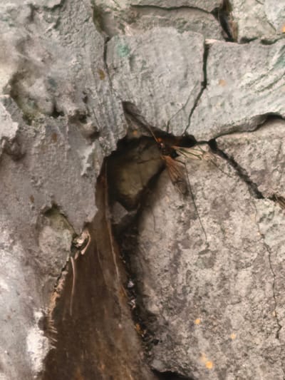 A macro photograph captures a close-up view of a stone surface with a crane fly resting on it. The fly, with its slender body and long, delicate wings, is positioned on the rough, textured stone. The stone appears weathered and possibly part of a wall or natural rock formation. The lighting suggests an outdoor environment. The image is taken from a low angle, emphasizing the details of the fly and the stone.