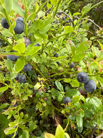 This is a close-up, eye-level, outdoor, natural light photograph of ripe blueberries on a bush in the city of Lipina, Lithuania. The blueberries are dark blue and round, clustered on green stems with vibrant green leaves. Some leaves have reddish-brown spots. The ground is covered in moss and some dried leaves, suggesting a forest or natural setting. The focus is sharp on the blueberries and surrounding foliage. There are no people visible in the image.