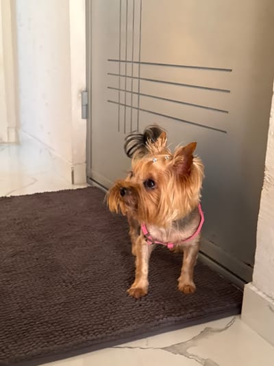 In the city of Sustaš, Montenegro, a small Yorkshire Terrier stands on a dark brown rug in front of a grey door with horizontal line accents. The dog has tan fur, with its ears pointed upwards and a small ponytail with blue accents on its head. It is wearing a pink collar. To the left of the dog, a white wall is visible. The floor appears to be marble.
