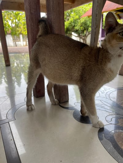 A tan and white cat stands on a patterned tiled floor beneath a wooden structure. The cat is facing right, with its body angled away from the camera. Its fur is short and appears to be a mix of tan, brown, and white. The cat's tail is short and bushy, with darker markings. The wooden structure appears to be part of a table or shelter, with legs visible in the foreground. In the background, lush green trees and a building with a red roof are visible through an opening in the structure. The lighting suggests it is daytime. The scene is likely outdoors or in a covered outdoor area. The location is Julicotmeurak, Indonesia.