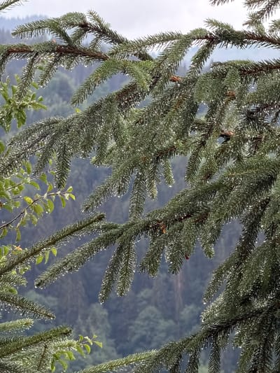 This is a close-up, eye-level, vertical shot of pine tree branches covered in water droplets, set against a blurred background of a forested mountainside under an overcast sky. The foreground is dominated by the dark green needles of the pine tree, many of which are adorned with small, glistening water droplets, suggesting recent rain or mist. The branches are thick and textured, with some brown cones visible. To the left, a few lighter green leaves on a separate branch are also wet. The background is a soft blur of various shades of green and gray, depicting a dense forest on a slope. The overall impression is one of a damp, natural environment, likely in a mountainous region.