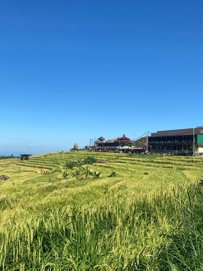 The image shows the Jatiluwih Rice Terraces in Penebel, Indonesia, under a clear blue sky. The terraces are lush and green, with some areas appearing more yellowish, indicating varying stages of growth. Buildings and structures are visible atop one of the terraces. The foreground includes taller grass growth.