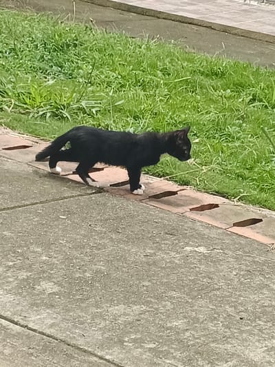 A black cat with white paws walks on a concrete path next to grass. The cat is lean and appears to be outdoors. The path is made of concrete slabs bordered by red bricks. The grass is green and abundant, filling the background. The lighting suggests a sunny day, and the overall scene is of a casual, everyday moment.