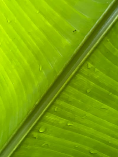 A close-up photograph shows a section of a large, vibrant green banana leaf, possibly a Bird of Paradise leaf, revealing its prominent central vein. Water droplets are scattered across the leaf's surface, suggesting recent rain or high humidity. A small, dark insect, possibly an ant, is visible on the left side of the leaf. The location is Kerobokan, Indonesia.