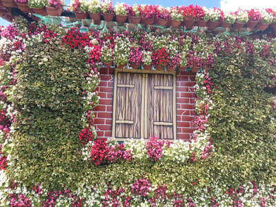 The image depicts a vibrant floral display surrounding a faux window on a brick wall in Kovalivka, Ukraine. The window has wooden shutters painted with a wood grain pattern and is bordered by a dense covering of green foliage and an abundance of colorful flowers, including red, pink, and white begonia-like blossoms. The flowers are arranged in cascading layers, creating a lush, naturalistic effect. Above the window, terracotta pots filled with similar flowers are suspended from a trellis-like structure, further enhancing the verdant scene. The overall impression is one of a meticulously decorated outdoor space, likely a garden or a facade designed for aesthetic appeal. The sky above is visible and appears clear with some clouds.