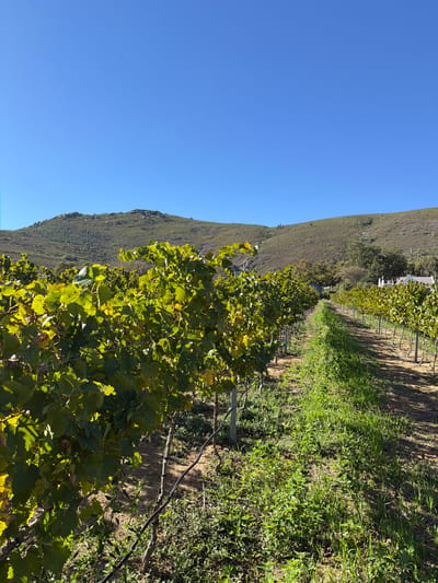 The image displays a vibrant vineyard scene in Drakenstein Nu, South Africa, under a clear, bright blue sky. Rows of grapevines with lush green leaves, some showing hints of yellow, stretch from the foreground into the distance, appearing to be correctly trellised. The ground between the vine rows consists of a mix of earthy soil and thick patches of green grass and weeds.

A large, gently sloping mountain or hillside, covered in natural vegetation, dominates the background, extending across the horizon. In the mid-ground, nestled amongst trees at the base of the mountain, a small, white building with a dark roof can be faintly seen.

The scene is devoid of any human or animal activity, conveying a sense of tranquility and the natural beauty of the agricultural landscape. The bright and even lighting suggests it is daytime, likely mid-morning or early afternoon, with sunny, cloudless weather. No visible text is present in the image.