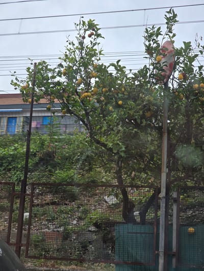 This is a medium-distance, slightly hazy, exterior, eye-level shot of a lemon tree laden with fruit. The tree is positioned in the foreground, obscuring a chain-link fence and some dense green foliage behind it. The lemon tree branches reach upwards, and many bright yellow lemons are visible, along with green leaves. In the background, a building with a reddish-brown tiled roof and white and blue siding is partially visible. There are also electrical wires stretching across the top of the frame. A red and white circular sign, possibly a traffic mirror, is attached to a metal pole that intersects the tree. The scene appears to be an outdoor area, perhaps a yard or a street-side location, in the city of Salerno, Italy, given the characteristic architecture and vegetation. The overall lighting is overcast.