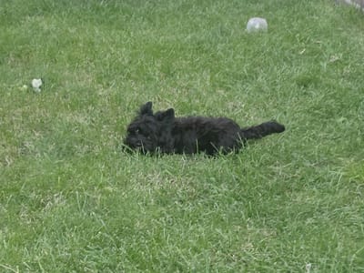 A small black dog is lying in green grass. There is a white object to the left of the dog and a clear plastic container in the background to the right. The scene appears to be a backyard in Podstepki, Russia.
