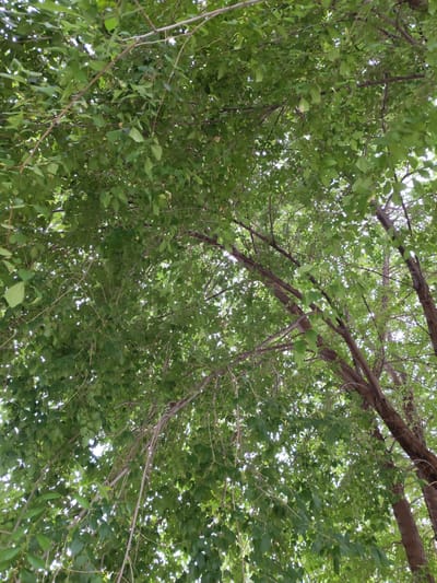 The image is a close-up, low-angle shot looking up through the dense canopy of a tree. The branches are covered in numerous green leaves, creating a dappled effect with the sky visible through the gaps. The lighting suggests it is daytime, likely a bright day, with sunlight filtering through the foliage. The focus is on the leaves and branches, with no people or distinct objects visible. The scene is natural, suggesting an outdoor setting, possibly a park or a wooded area. The overall impression is one of lush greenery and the overhead perspective emphasizes the volume of the tree's foliage. There are no visible text elements. Given the location context of Volsk, Russia, this image could depict a common deciduous tree found in the region during the warmer months.