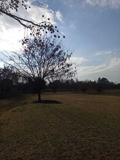A frontal, medium shot captures a rural landscape bathed in the warm, low light of late afternoon. The scene is dominated by a large, bare tree in the mid-ground, its silhouette stark against the bright sky. Several smaller, dark trees and bushes form a dense line across the background, with some taller trees peeking above them. The ground in the foreground is covered in dry, brown grass, sloping upwards towards the left. A patch of darker grass or soil is visible at the base of the prominent tree. The sky above is a clear blue, punctuated by scattered white clouds, with the sun partially obscured by them, casting a gentle glow over the scene. In the upper left corner, a branch of another tree, dotted with small, round fruits, extends into the frame, adding a touch of detail to the composition.