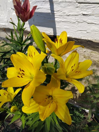 A close-up, eye-level, outdoor shot captures several bright yellow lily blossoms and one unopened bud, as well as a single dark pink lily bud in the upper left corner. The flowers are in full bloom with visible stamen and pistils. The background consists of a rough, white-painted brick wall and dirt ground with some greenery. The scene appears to be a garden in Bila Krynytsia, Ukraine. The lighting suggests it is a sunny day. No people or animals are present in the image.