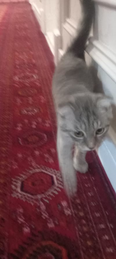 The image shows a grey tabby cat lying on a red patterned rug. The cat is looking towards the camera with its eyes open. The rug has a geometric pattern with various shapes and colors, including red, white, and hints of orange and yellow. The lighting in the image is soft and diffused, suggesting it might be indoors during the daytime. The background is out of focus, but appears to be a light-colored surface, possibly a wall or furniture. The cat's fur is fluffy and appears to be long-haired. The overall impression is of a domestic scene. There is no visible text in the image. The location context provided is Ashgabat, Turkmenistan, but there are no specific visual cues in the image that confirm this location.