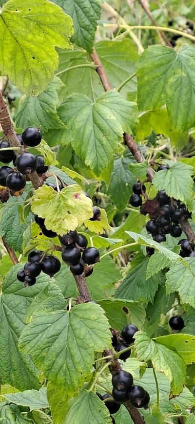 The image shows a close-up view of blackcurrant bushes in Vihi, Estonia. Several branches are laden with ripe blackcurrants, which are dark purple and round. The leaves of the bushes are a vibrant green, some with slight yellowing or browning. The branches themselves are woody and brown, with some visible texture. The background is out of focus, suggesting a natural outdoor setting within a garden or natural landscape. The lighting is natural daylight, casting subtle shadows and highlighting the sheen of the berries. There are no people or animals visible in the image.