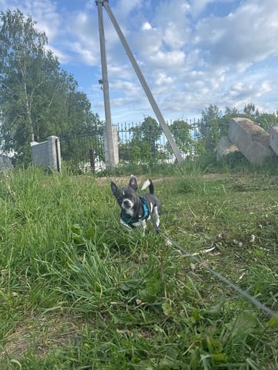 The image, taken in Новинки, Russia, is rotated 90 degrees clockwise and depicts a vibrant outdoor scene on a sunny day. The primary subject is a small dog, possibly a puppy, with black and white fur, wearing a light blue harness. The dog is positioned in the lower-middle portion of the frame, sitting or standing in tall green grass, looking directly at the viewer with its mouth slightly open, revealing its tongue. A leash is attached to the harness and extends out of view to the lower left.
The setting is characterized by abundant green grass, which fills the foreground and midground, interspersed with some drier patches and dirt. In the background, under a clear blue sky with fluffy white clouds, there are several trees with green foliage. A dark, decorative metal fence and a concrete structure, possibly a wall or part of a building, are visible behind the grass. To the right, two utility poles with visible wiring and equipment extend upwards towards the sky. Large, light-colored stones or rocks are also present on the ground towards the right. The overall impression is one of an open, natural environment under bright daylight. No visible text is present in the image.