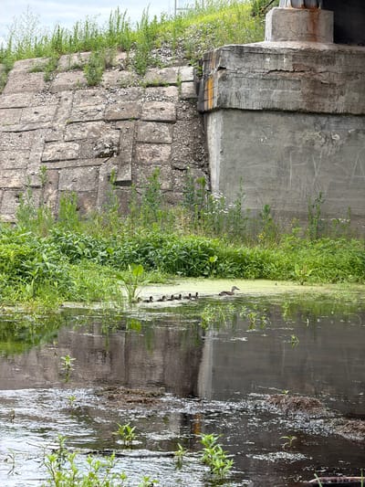 In the city of Malayevka, Russia, a scene unfolds by a concrete bridge support and a stone embankment. A body of water, partially covered in green algae, occupies the foreground. Several ducklings are swimming in a line, followed by an adult duck. Dense green vegetation grows along the water's edge and up the embankment, which is constructed of large, weathered concrete blocks. The bridge support, also concrete, shows signs of age with cracks and staining. The sky above is overcast.