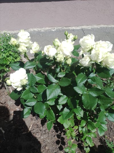 This is a medium-angle shot of a cluster of white roses in full bloom, set against a neutral-colored textured wall and a cracked concrete border. The roses are the primary focus, with several fully opened flowers and numerous buds visible on their green stems. The leaves are a vibrant green and appear healthy. The ground beneath the roses is dark soil with some scattered organic matter and shadows cast by the plants and an unseen object. To the left of the roses, there's a patch of smaller, light-colored flowers and green foliage, possibly chrysanthemums. The overall setting suggests an outdoor garden or decorative planting area, possibly in a residential or public space in Myrhorod, Ukraine. There are no people or animals present in the image. The lighting indicates it is daytime, with direct sunlight creating strong contrasts and shadows.