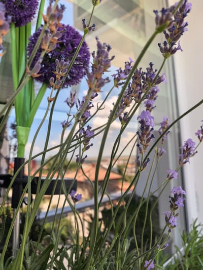 A low-angle, close-up shot focuses on a cluster of blooming lavender plants in the foreground, their thin green stems and delicate purple flowers reaching upwards. The lavender is positioned near a large window, which reflects the sky and some distant buildings, suggesting an urban setting. In the background, blurred red-tiled rooftops of houses are visible, indicating a residential area within the city of Svishtov, Bulgaria. The overall scene is bright and airy, with the natural light streaming through the window.